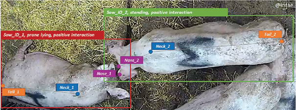 annotation d'image  - comportement des truies