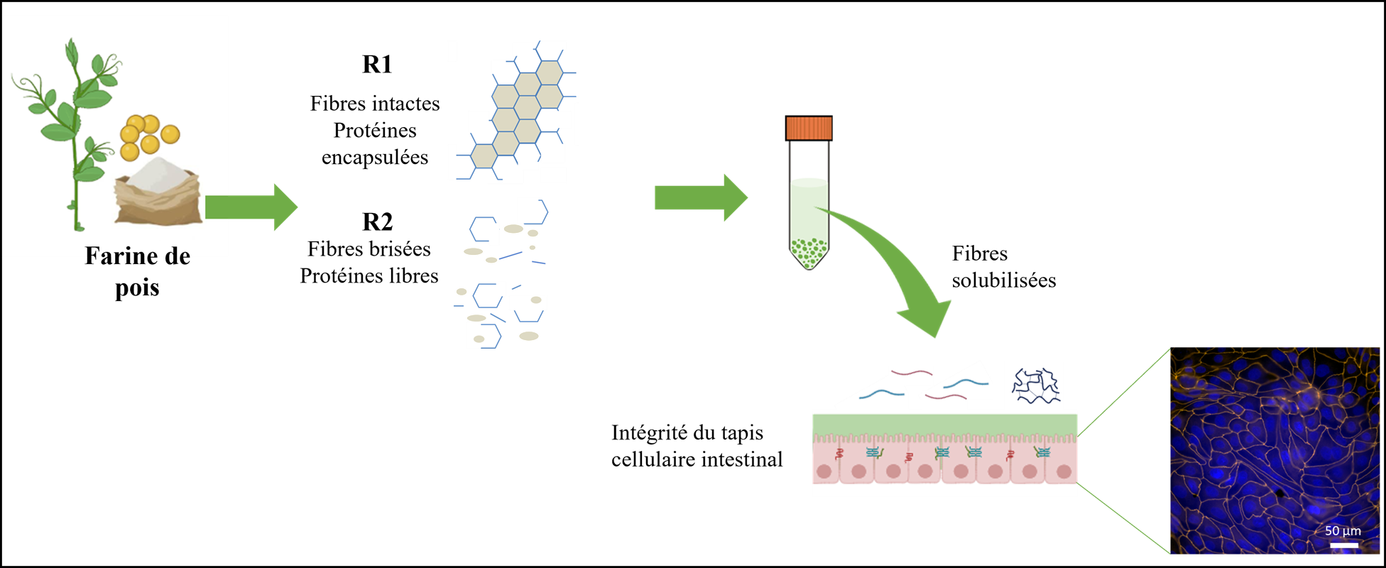 fig_actu_Biofonte.png fig_actu_Biofonte.png