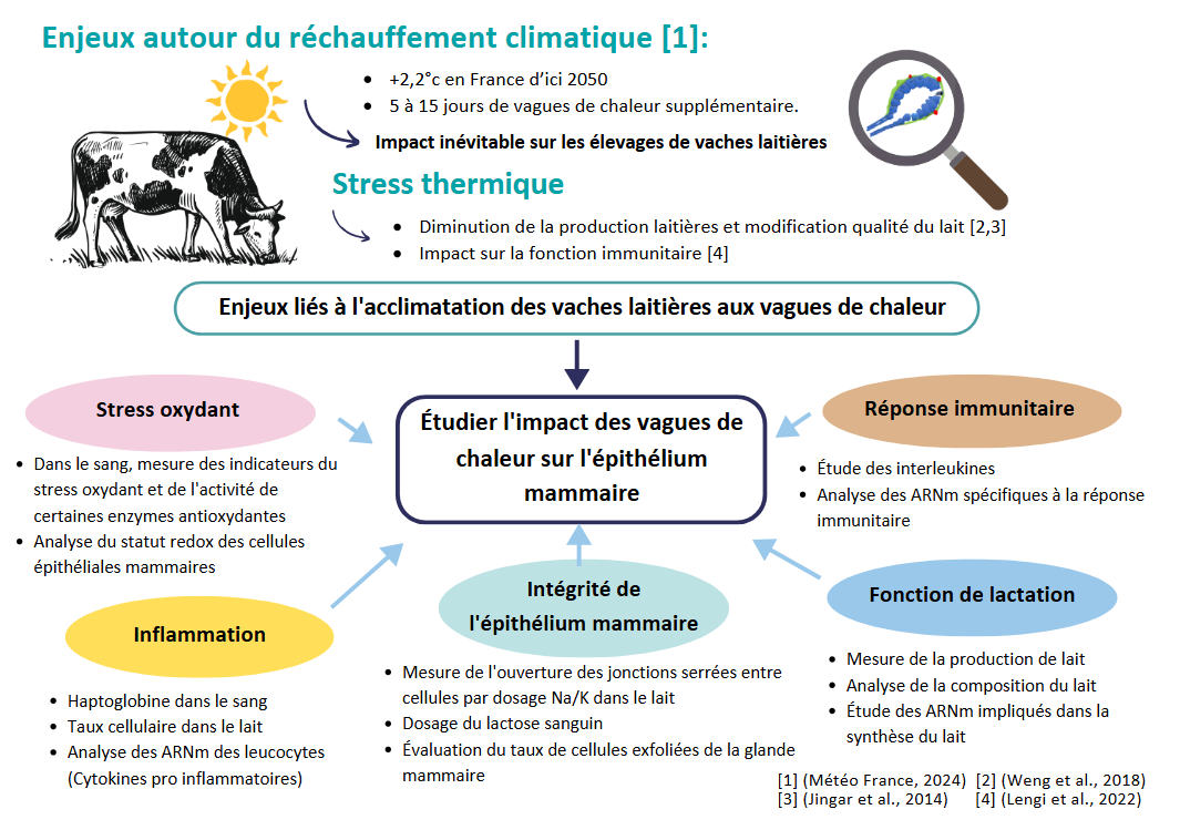 2025_thèse_Duclos