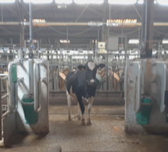 vache et abreuvoir en ferme