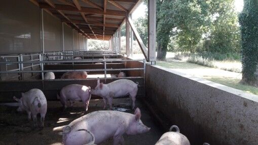 élevage de porcs avec accès courette