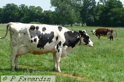 Holstein Normande