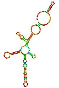 Structure secondaire d'un ARNlnc (image de LNCipedia)_coupé